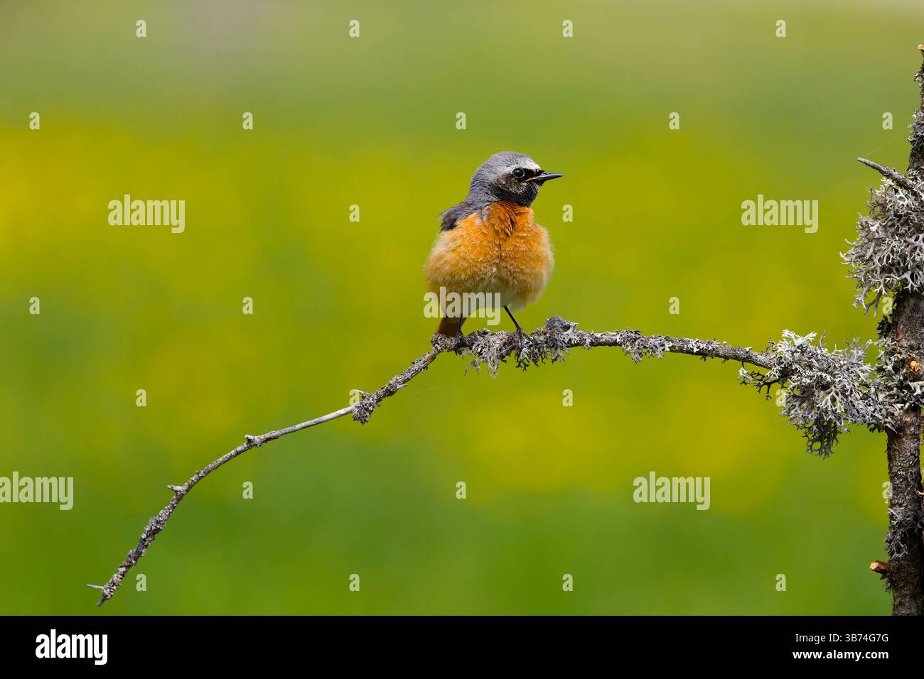 Phoenicurus phoenicurus, mâle adulte perché sur une branche couverte de lichen, Transylvanie, Roumanie, avril Banque D'Images