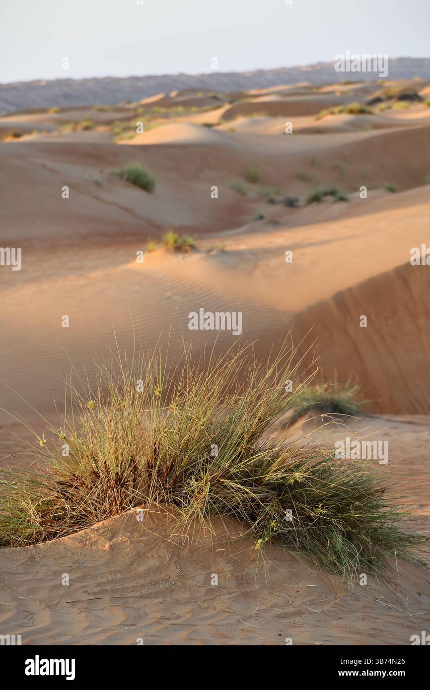 Désert de Rub Al Khali, Sultanat d'Oman. Dunes de Wahiba Sands au coucher du soleil, péninsule arabique Banque D'Images
