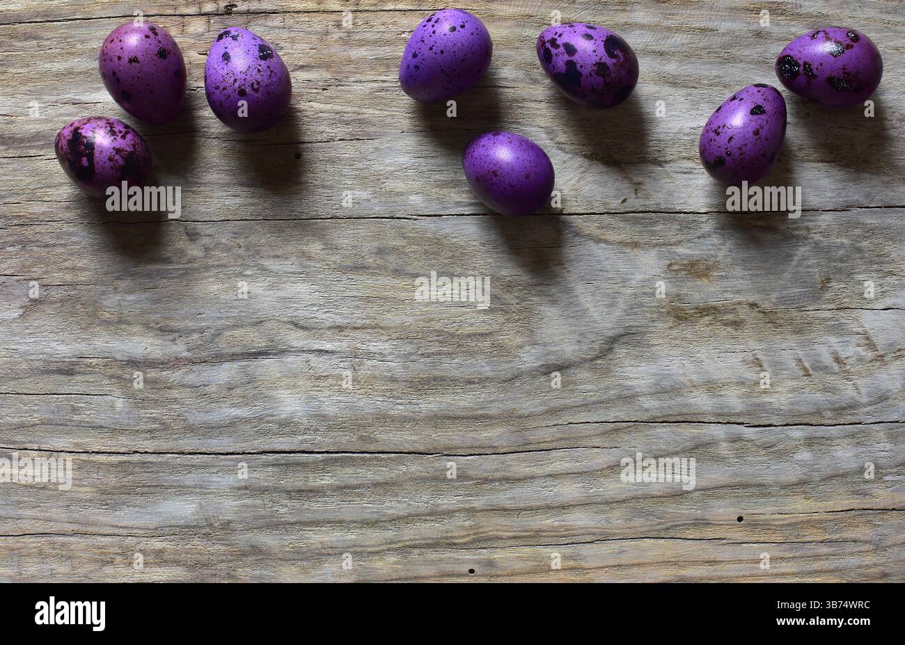 Oeufs de caille violets dans une rangée sur un espace de copie de fond en bois. Vue de dessus des oeufs de caille avec coquille dans une colonne. Petits oeufs en pointillés sur fond en bois. Banque D'Images