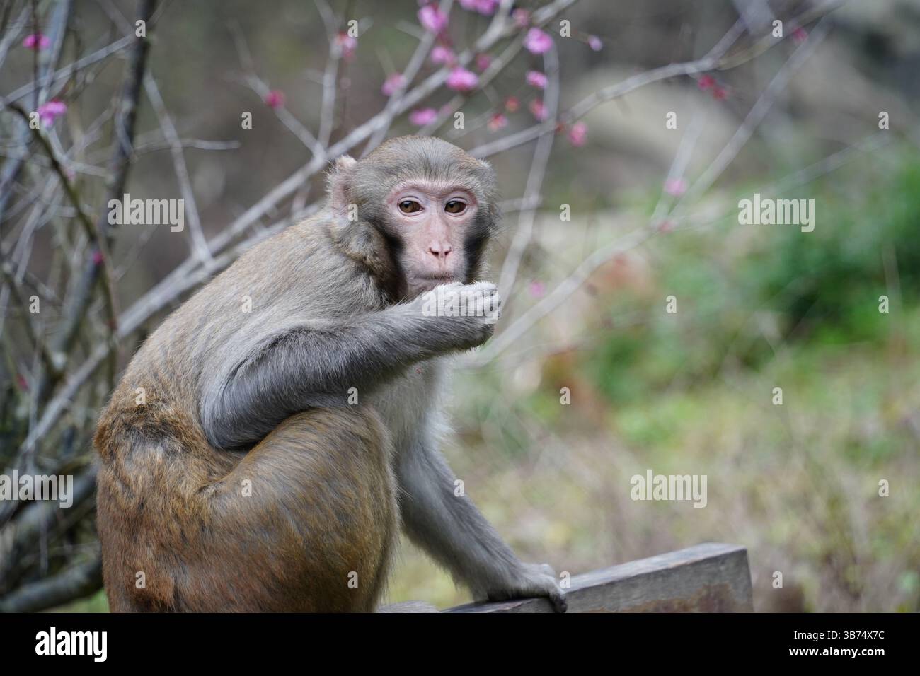 Singe dans la nature – diverses poses et expressions Banque D'Images