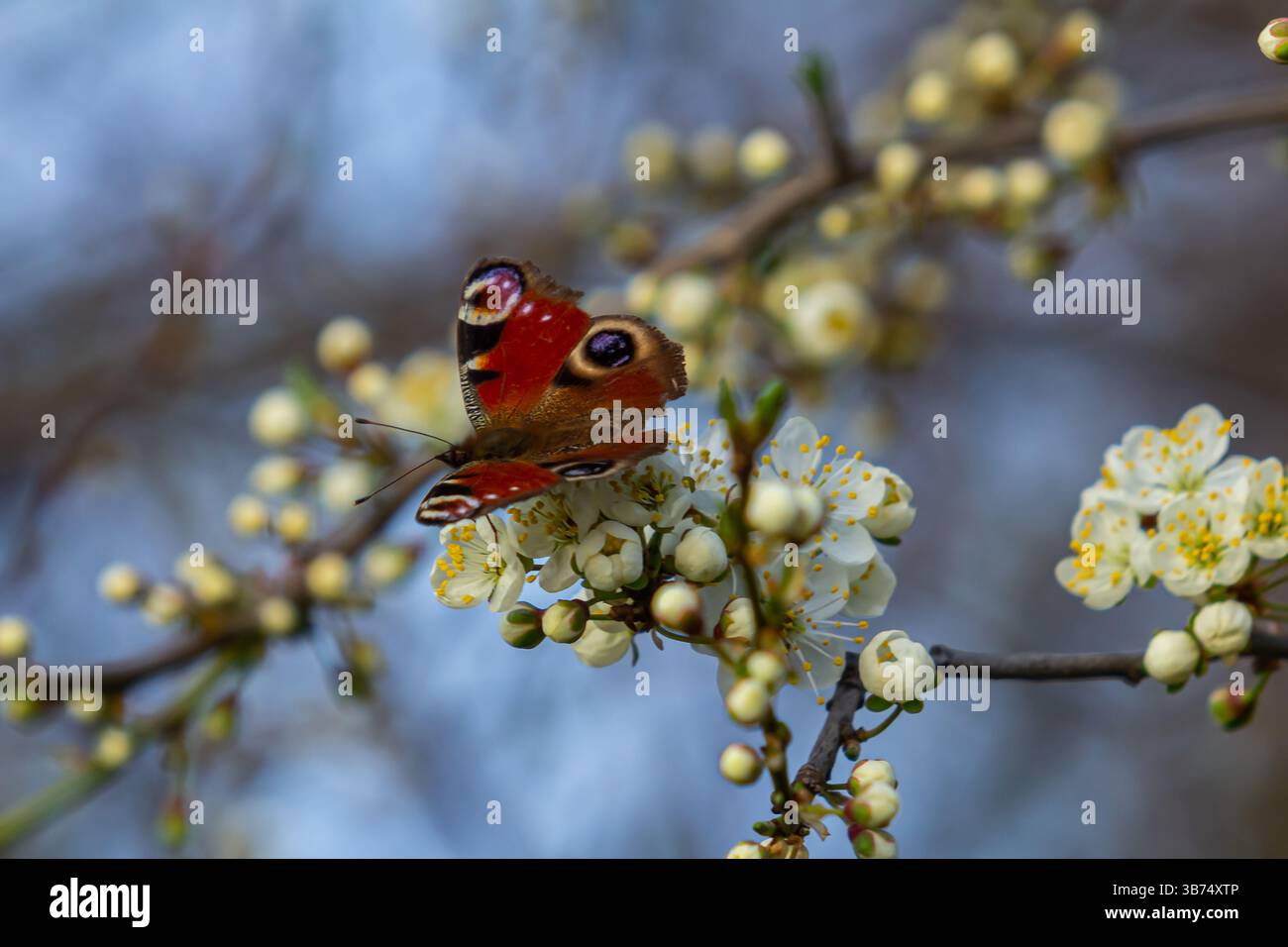 Coloré Peacock commun européen papillon Aglais io. Banque D'Images