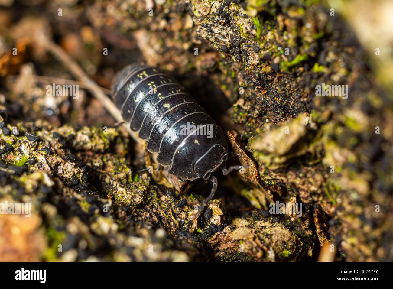 Un petit insecte blindé sombre rampant sur un sol humide riche en matière organique, mettant en valeur son corps segmenté unique et son mouvement dans un environnement naturel Banque D'Images