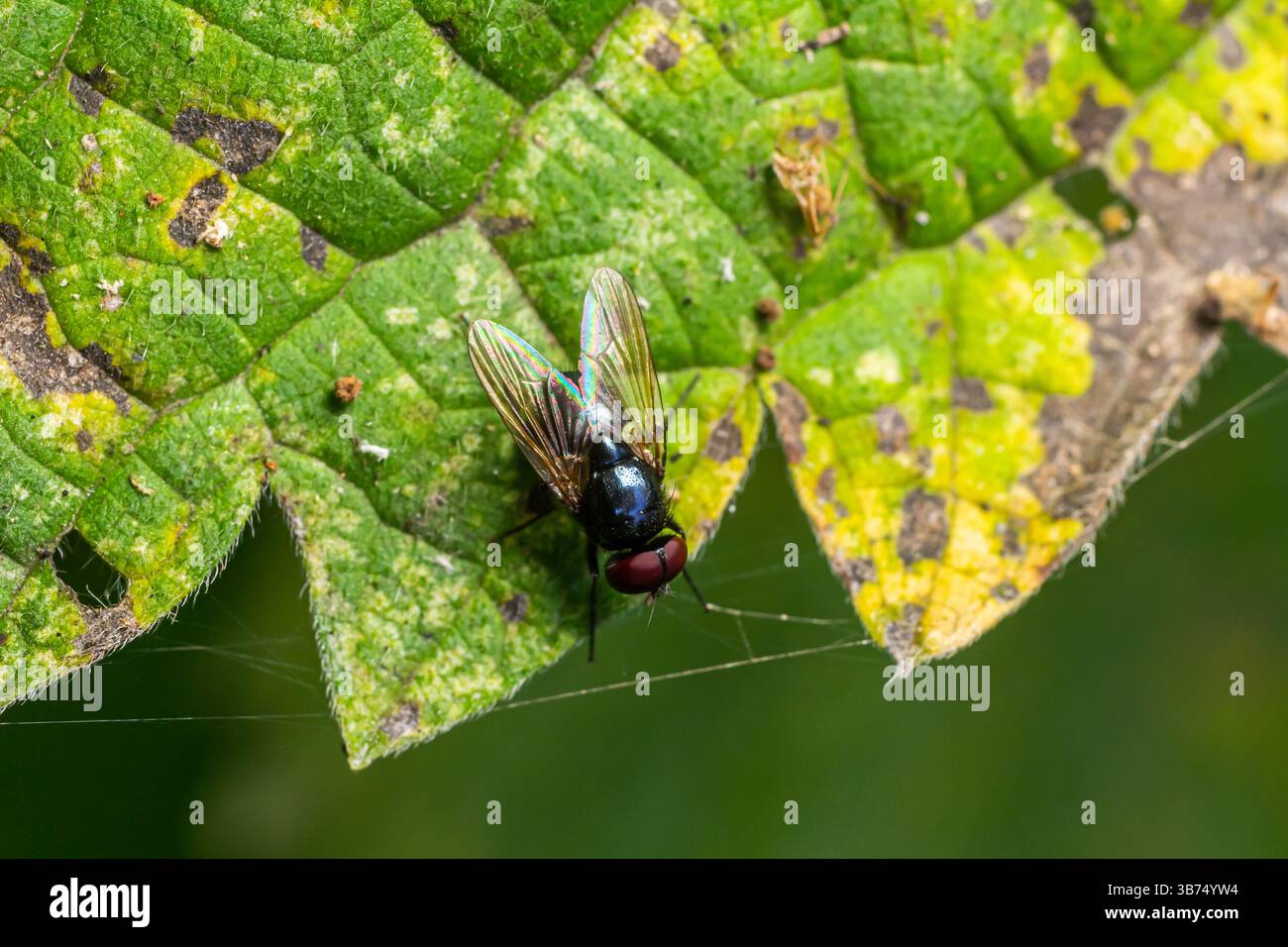 Une mouche est perchée sur une feuille verte avec des taches jaunes, entourée d'un feuillage riche et de lumière naturelle, mettant en valeur les détails de ses ailes et de son corps structu Banque D'Images