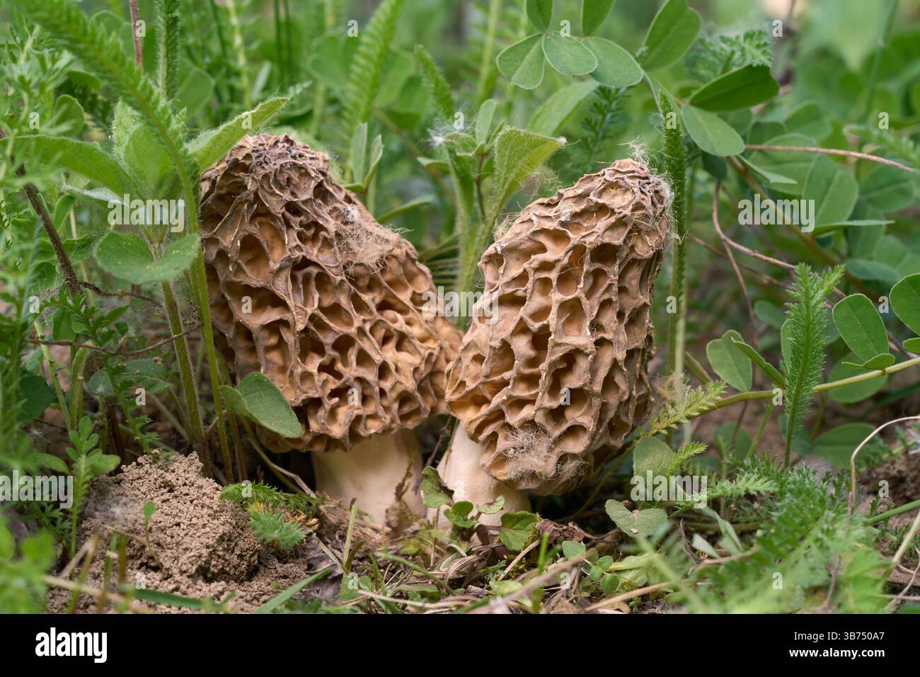 Champignon Morchella vulgaris dans les plantes. Deux morilles comestibles dans la forêt de chênes. Banque D'Images