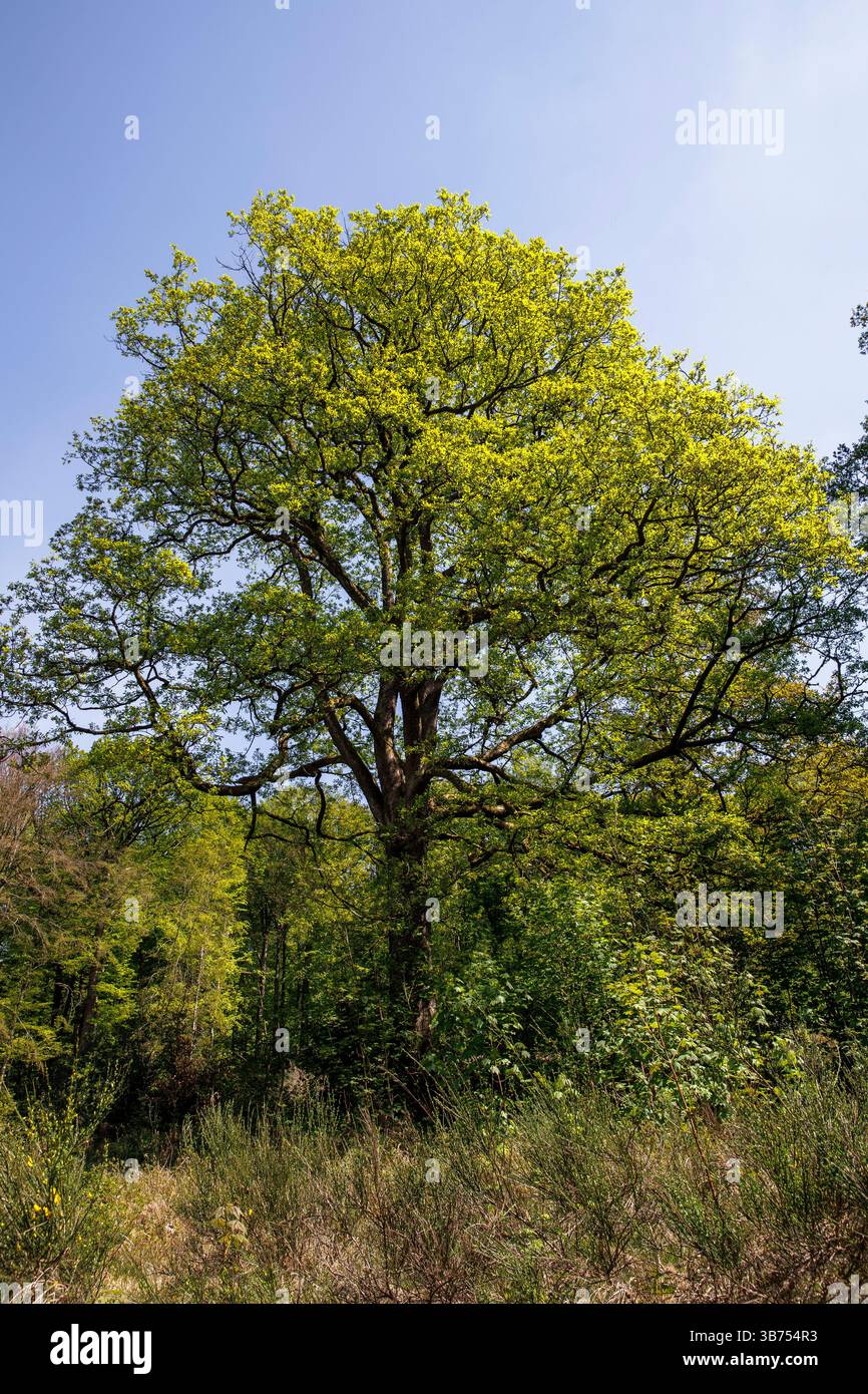 Grand chêne près de Marienheide, Bergisches Land, Rhénanie-du-Nord-Westphalie, Allemagne grosse Eiche BEI Marienheide, Bergisches Land, Rhénanie-du-Nord-Westphalie, Banque D'Images