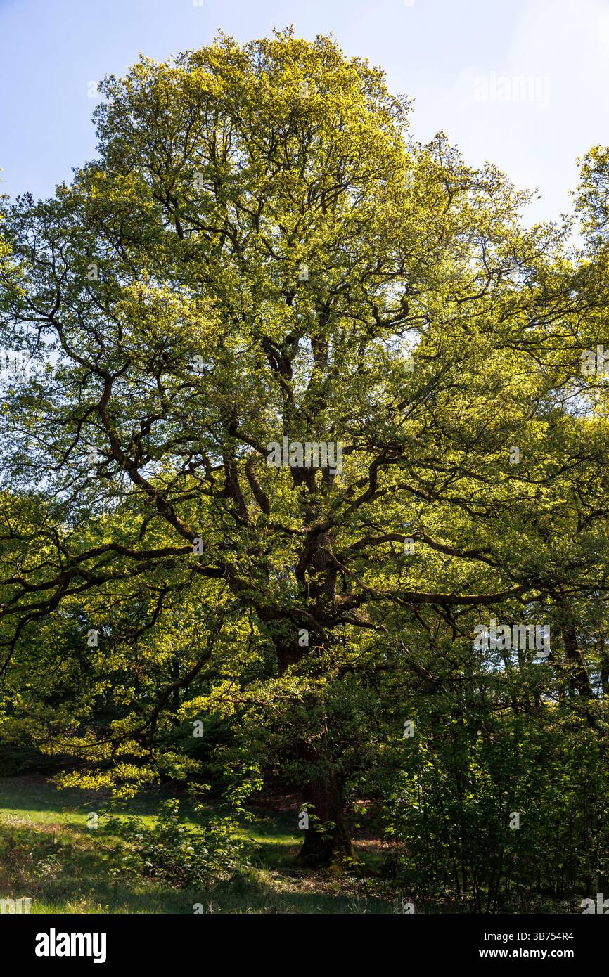 Grand chêne près de Marienheide, Bergisches Land, Rhénanie-du-Nord-Westphalie, Allemagne grosse Eiche BEI Marienheide, Bergisches Land, Rhénanie-du-Nord-Westphalie, Banque D'Images