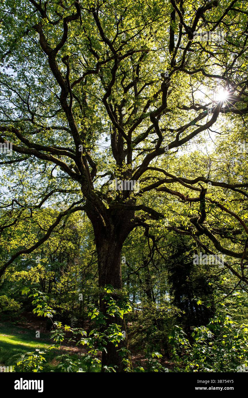 Grand chêne près de Marienheide, Bergisches Land, Rhénanie-du-Nord-Westphalie, Allemagne grosse Eiche BEI Marienheide, Bergisches Land, Rhénanie-du-Nord-Westphalie, Banque D'Images