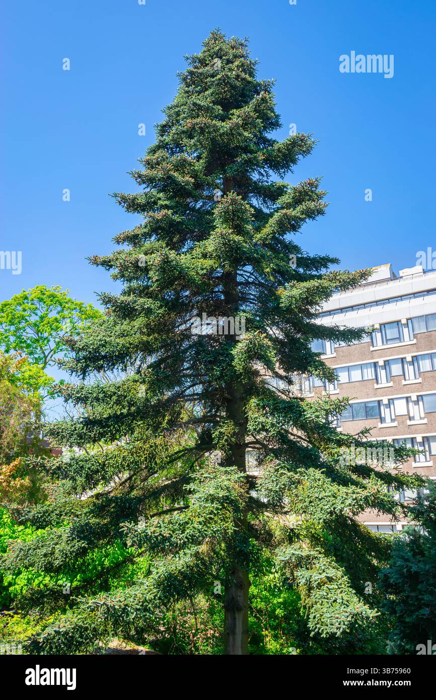 Grand sapin algérien plutôt vieux (Abies numidica) avec des aiguilles argentées dans un jardin urbain. Banque D'Images
