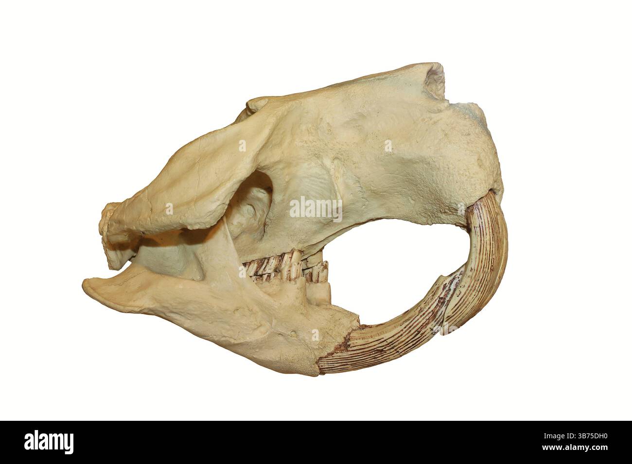 Crâne fossile du castor géant éteint - Castoroides ohioensis - qui vivait en Amérique du Nord pendant le Pléistocène Banque D'Images