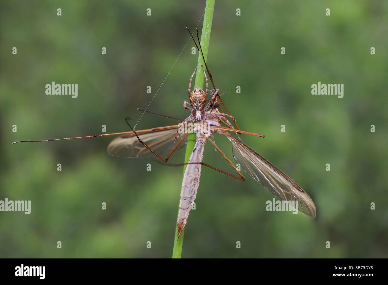 Running Crab Spider Philodromidae avec des proies Cranefly Banque D'Images