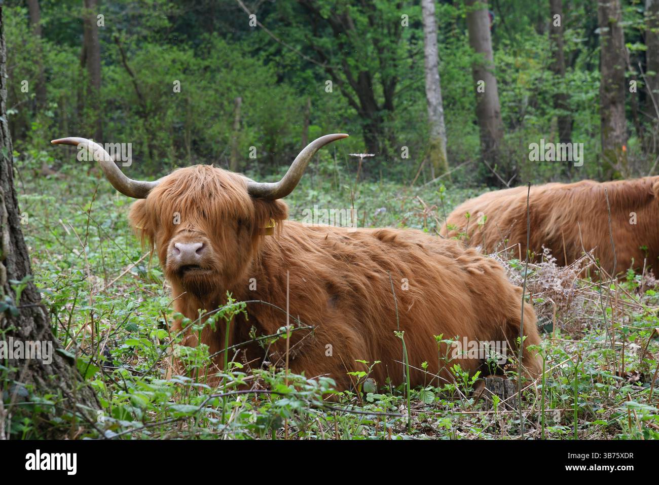 Highland cattle Banque D'Images