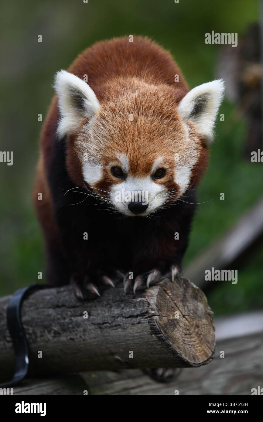 Le panda rouge Banque D'Images