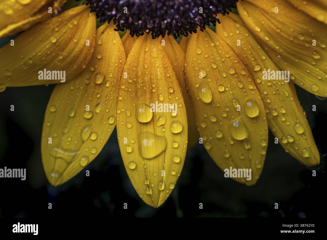 Gros plan de pétales de tournesol, tournesol (Helianthus annuus), avec des gouttes de pluie sur les feuilles jaunes Banque D'Images