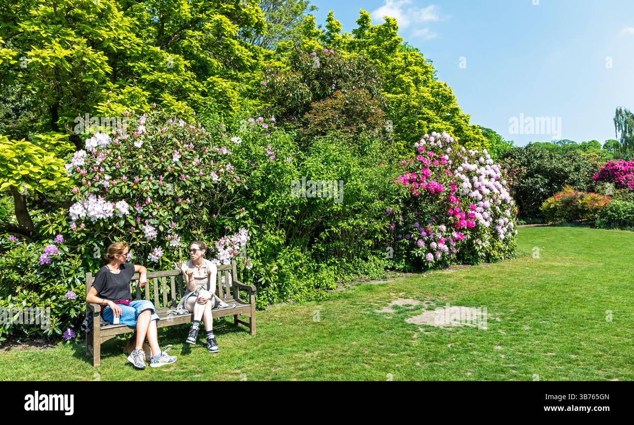 Les gens assis sur un banc avec des rhododendrons à Kenwood Gardens LondonUK Banque D'Images