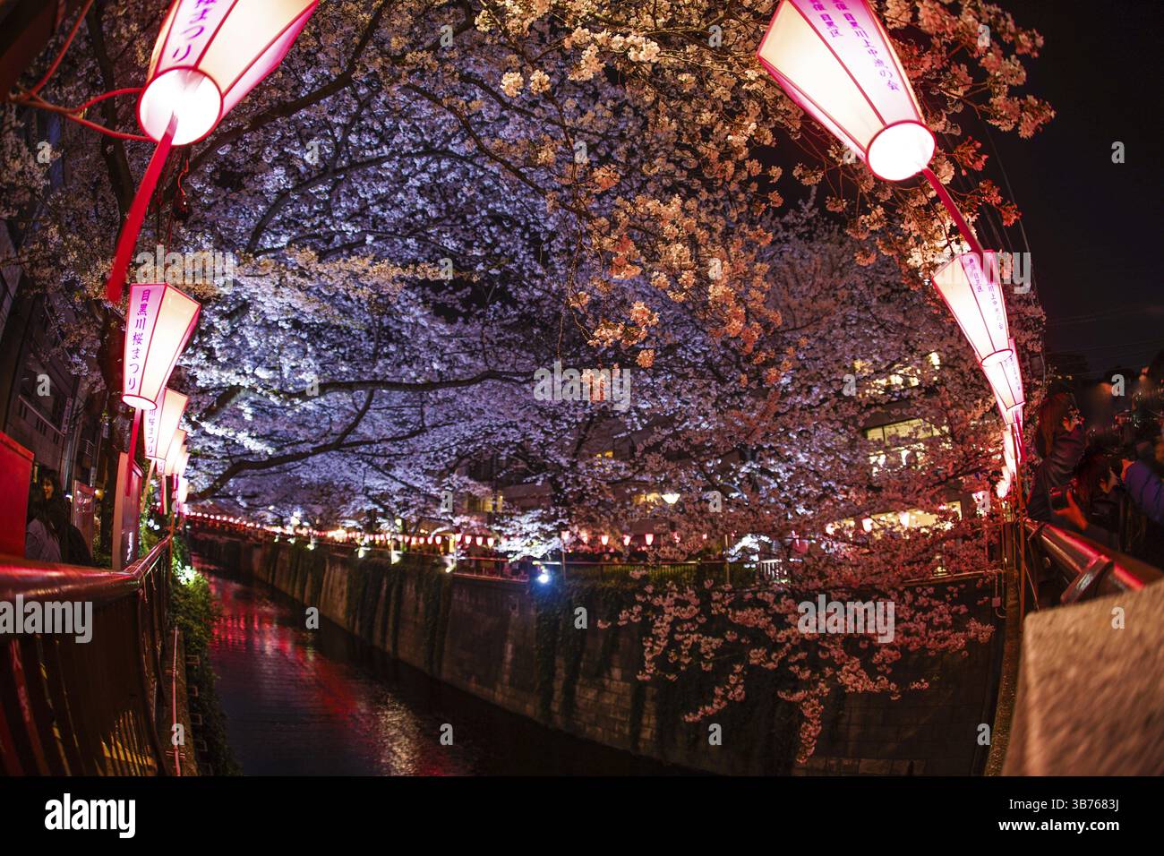Cerisiers en fleur de la rivière Meguro. Lieu de tournage : zone métropolitaine de Tokyo Banque D'Images