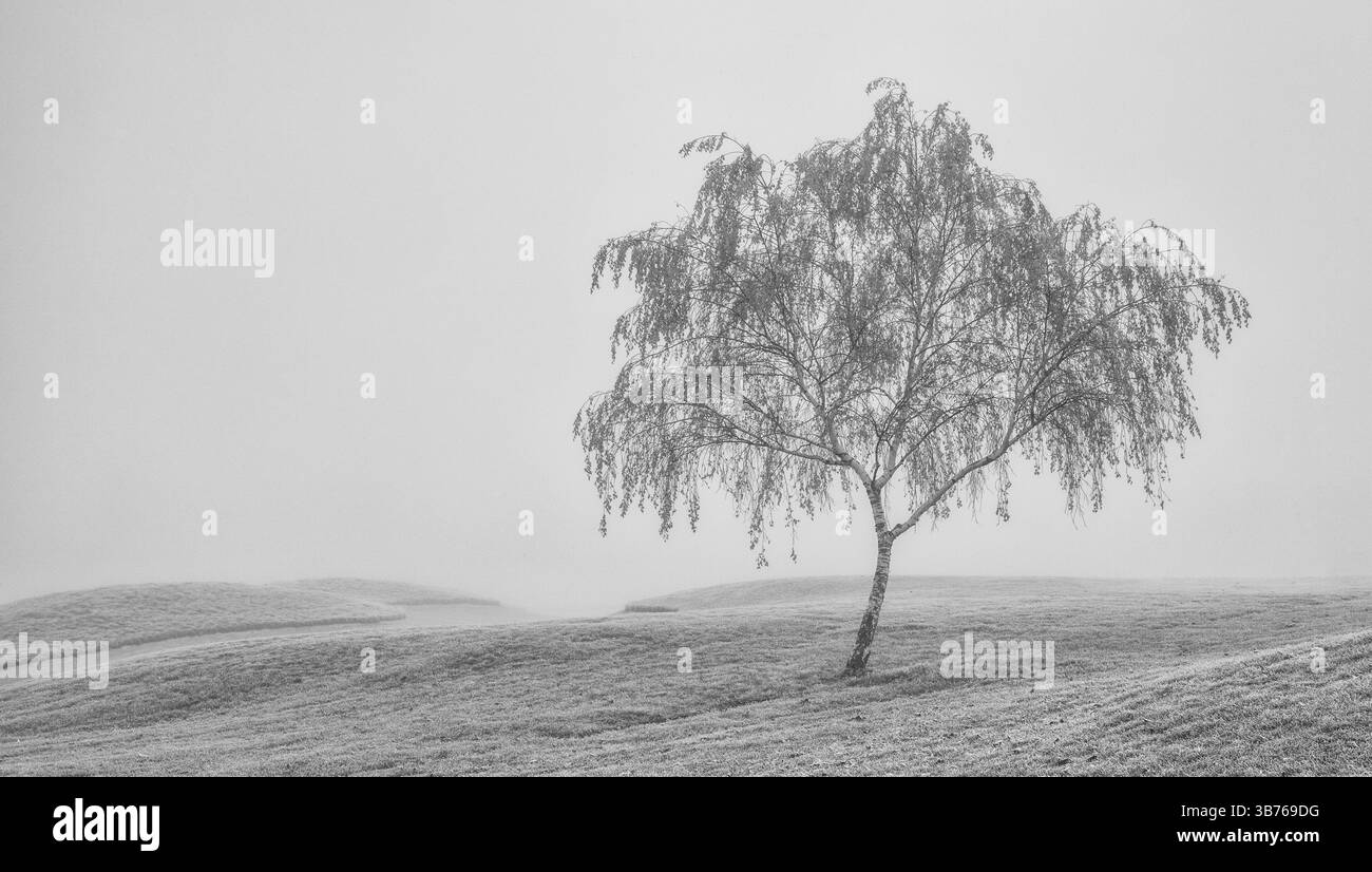 Paysage d'automne dans la brume matinale. Image en noir et blanc Banque D'Images