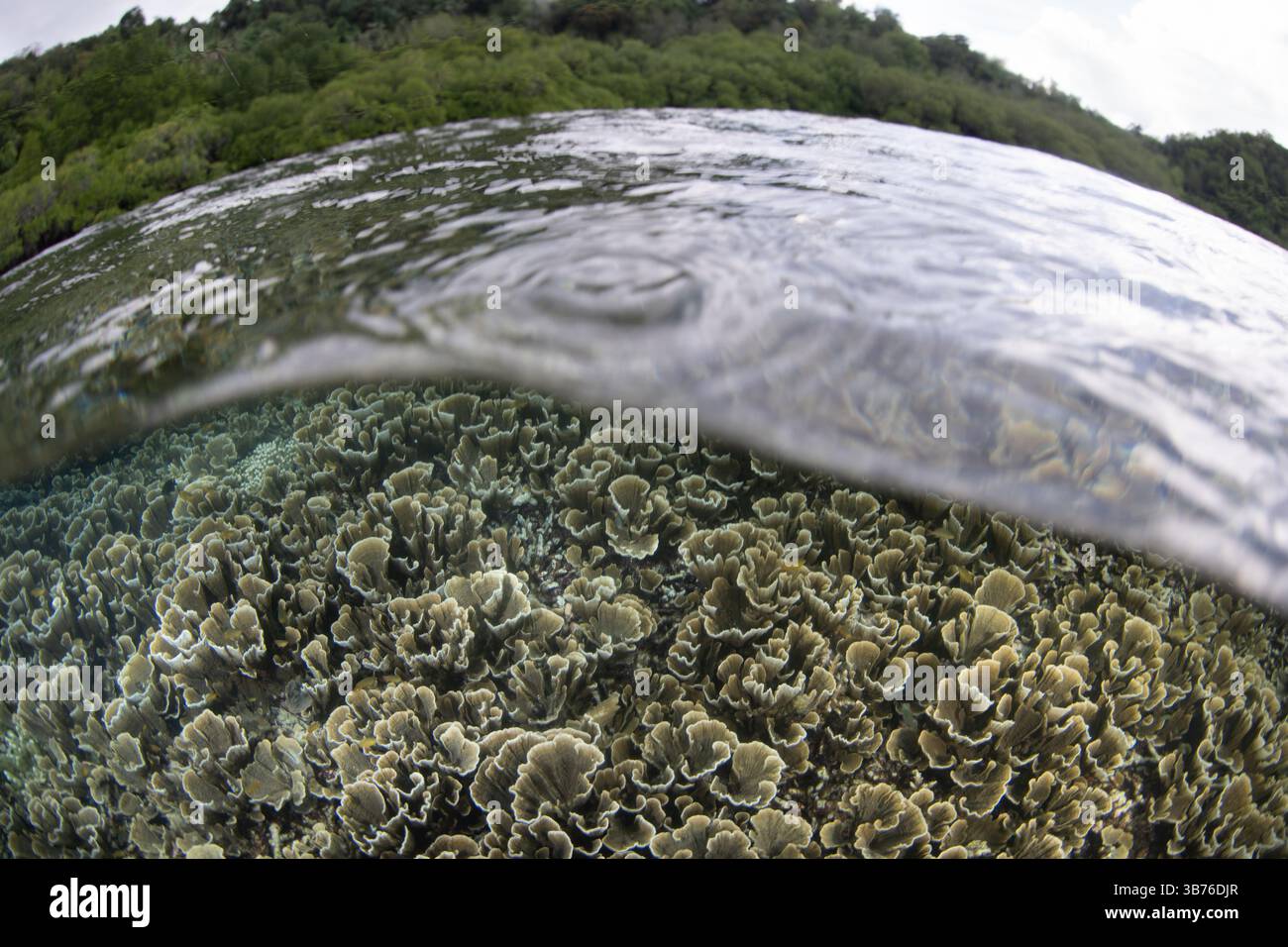 Un récif corallien fragile mais sain prospère dans les eaux peu profondes près de Misool, Raja Ampat, Indonésie. Cette région abrite une biodiversité marine extraordinaire. Banque D'Images