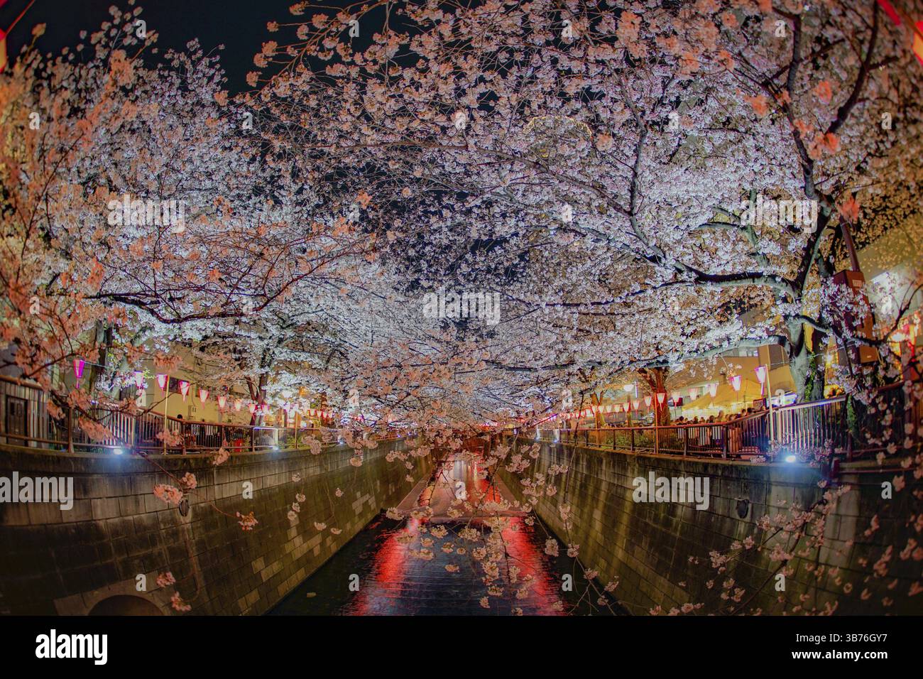 Cerisiers en fleur de la rivière Meguro. Lieu de tournage : zone métropolitaine de Tokyo Banque D'Images