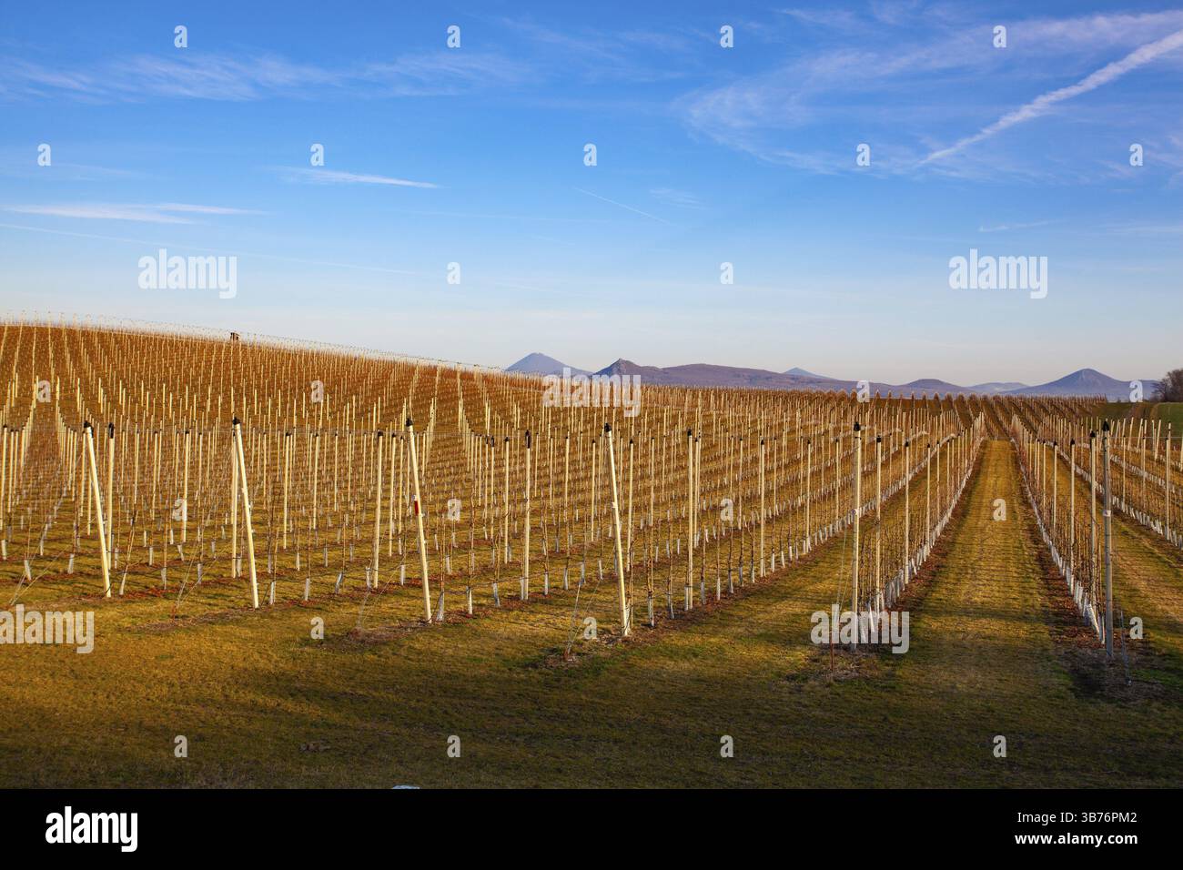 Apple Orchard Rows au printemps. Arbres fruitiers au-dessus du ciel bleu vif. Parc de vergers de pommiers à l'aube lumière tôt avec les premiers rayons du soleil Banque D'Images