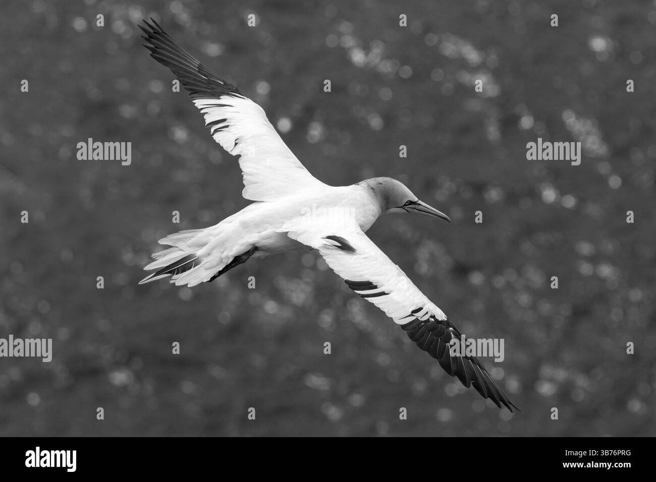 Un gannet nordique glissant gracieusement au-dessus de l'océan Atlantique. Banque D'Images