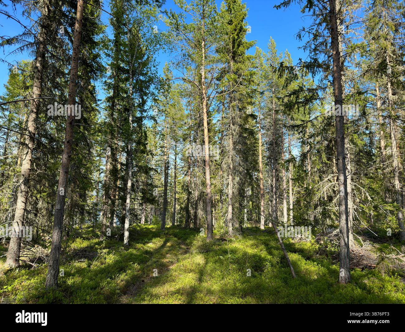 Regardant dans une forêt vibrante avec des arbres verdoyants et la lumière du soleil. Banque D'Images