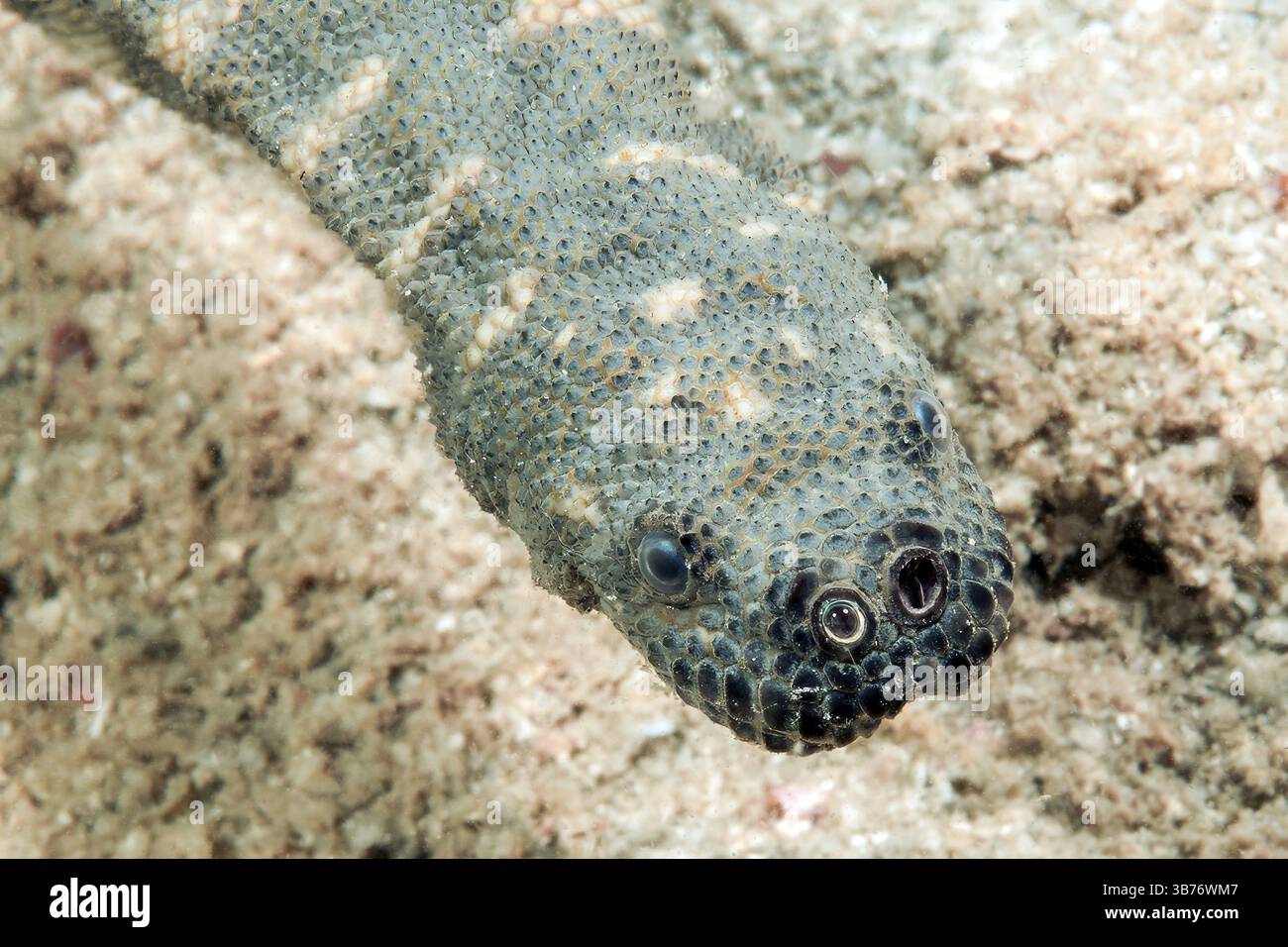 Gros plan de la tête d'Acrochordus granulatus (Acrochordus granulatus) serpent d'eau de mer avec de grandes narines, océan Pacifique, mer des Philippines, Moalboal Banque D'Images