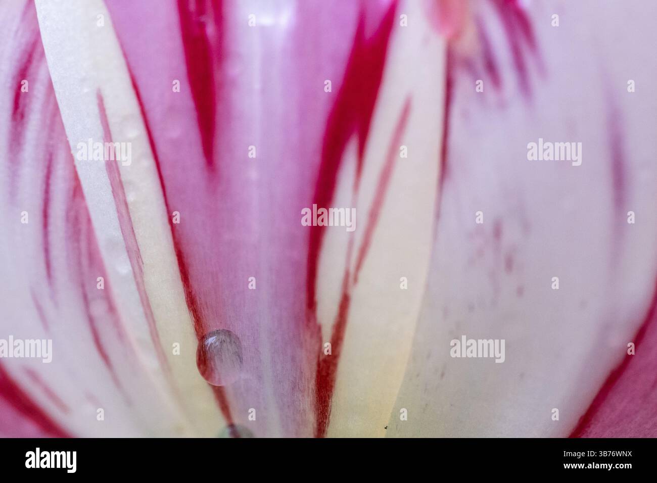 Détail, fleur rose-rouge-blanc, tulipe (Tulipa), gouttelettes d'eau Banque D'Images