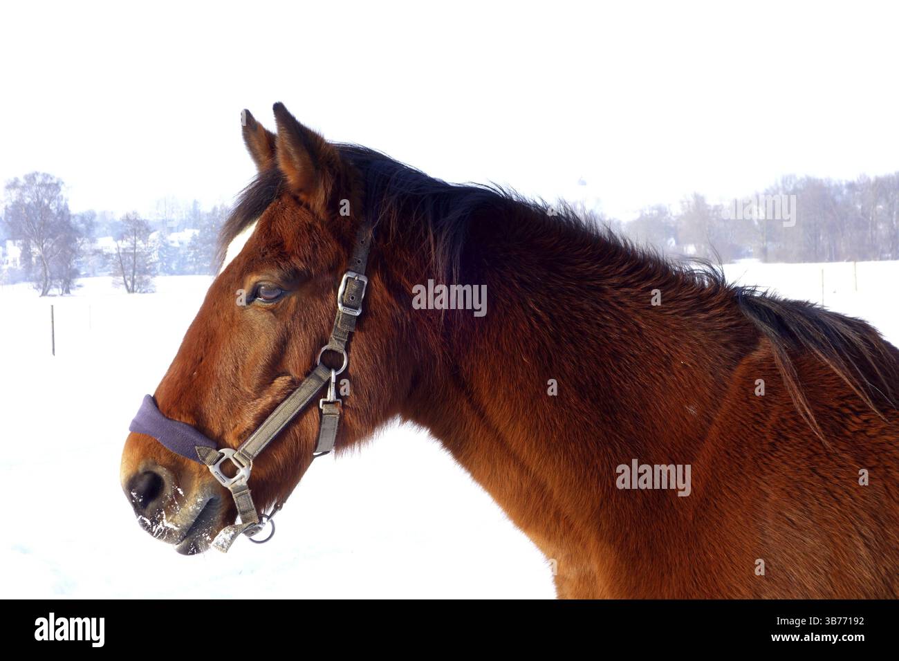 Horse Banque D'Images