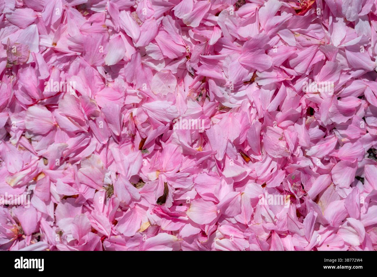Les pétales de fleurs de cerisier tombées couvrent densément le sol, créant une surface douce et texturée. Vue aérienne capture la beauté délicate et éphémère saisonnier Banque D'Images