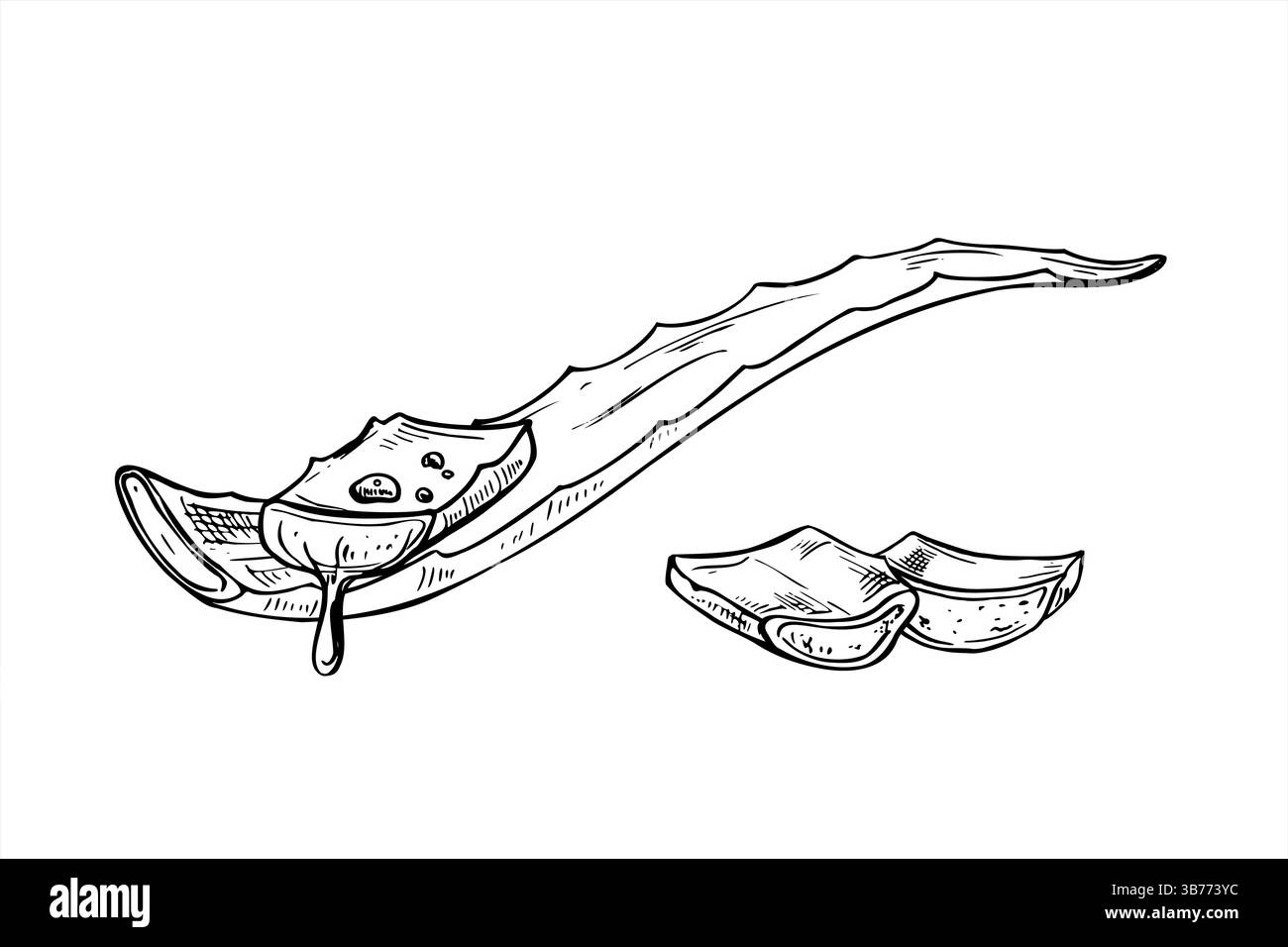Couper la feuille d'aloès avec la sève goutte à goutte et les morceaux tranchés monochrome illustration d'encre vectorielle en noir et blanc. Le jus de plante cicatrisant dans le traitement des plaies Illustration de Vecteur