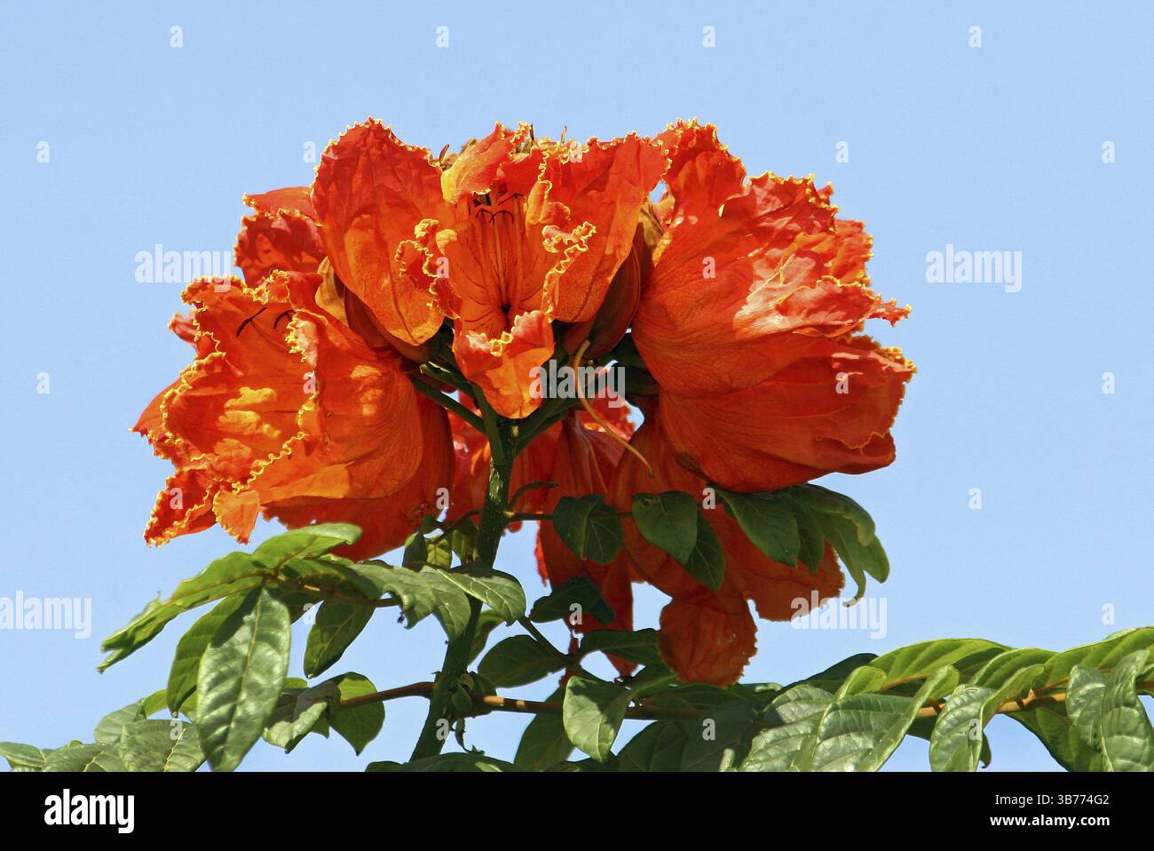 African tulip tree Banque D'Images