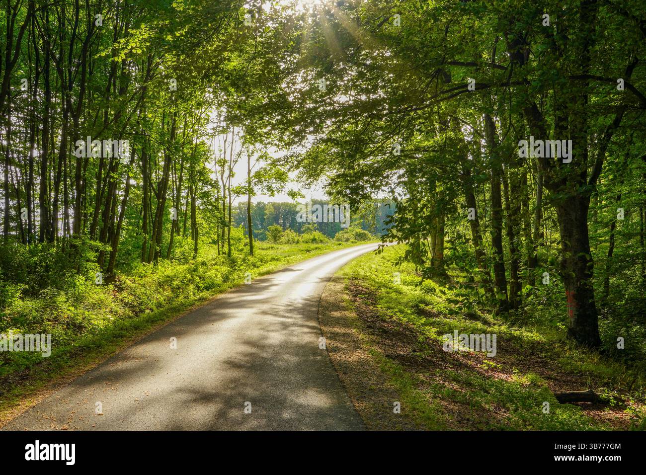 Vue sur la route, arbres le long de la route, arbres verts, pas de voitures sur la route, circulation. Banque D'Images