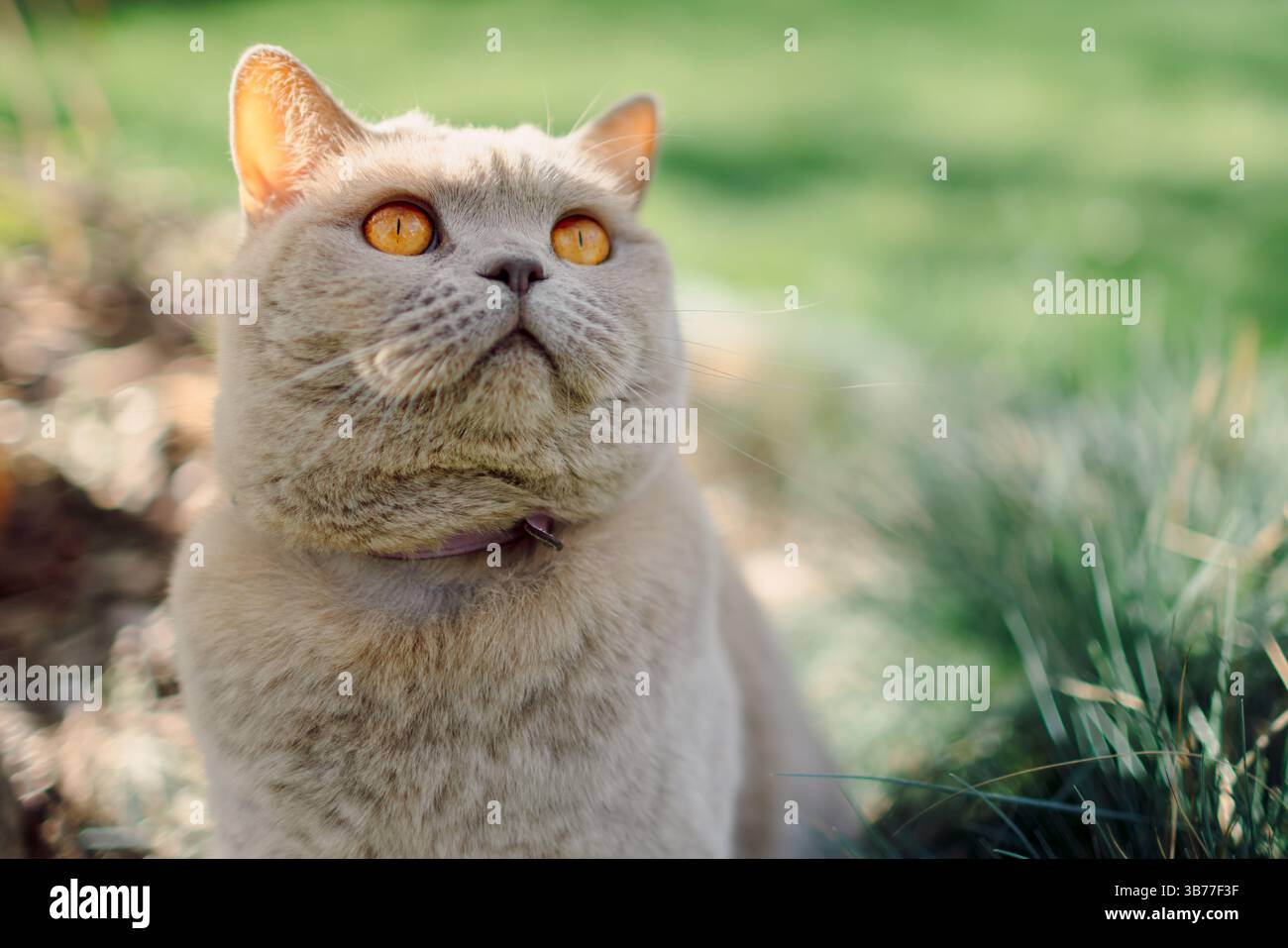 Chat droit écossais moelleux de près en plein air Banque D'Images