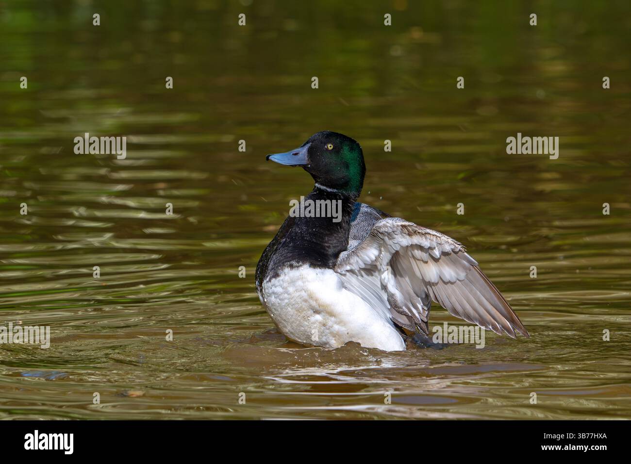 Plus grand scaup (Aythya marila / Anas marila) mâle / drake dans le plumage de reproduction battant des ailes dans le lac Banque D'Images