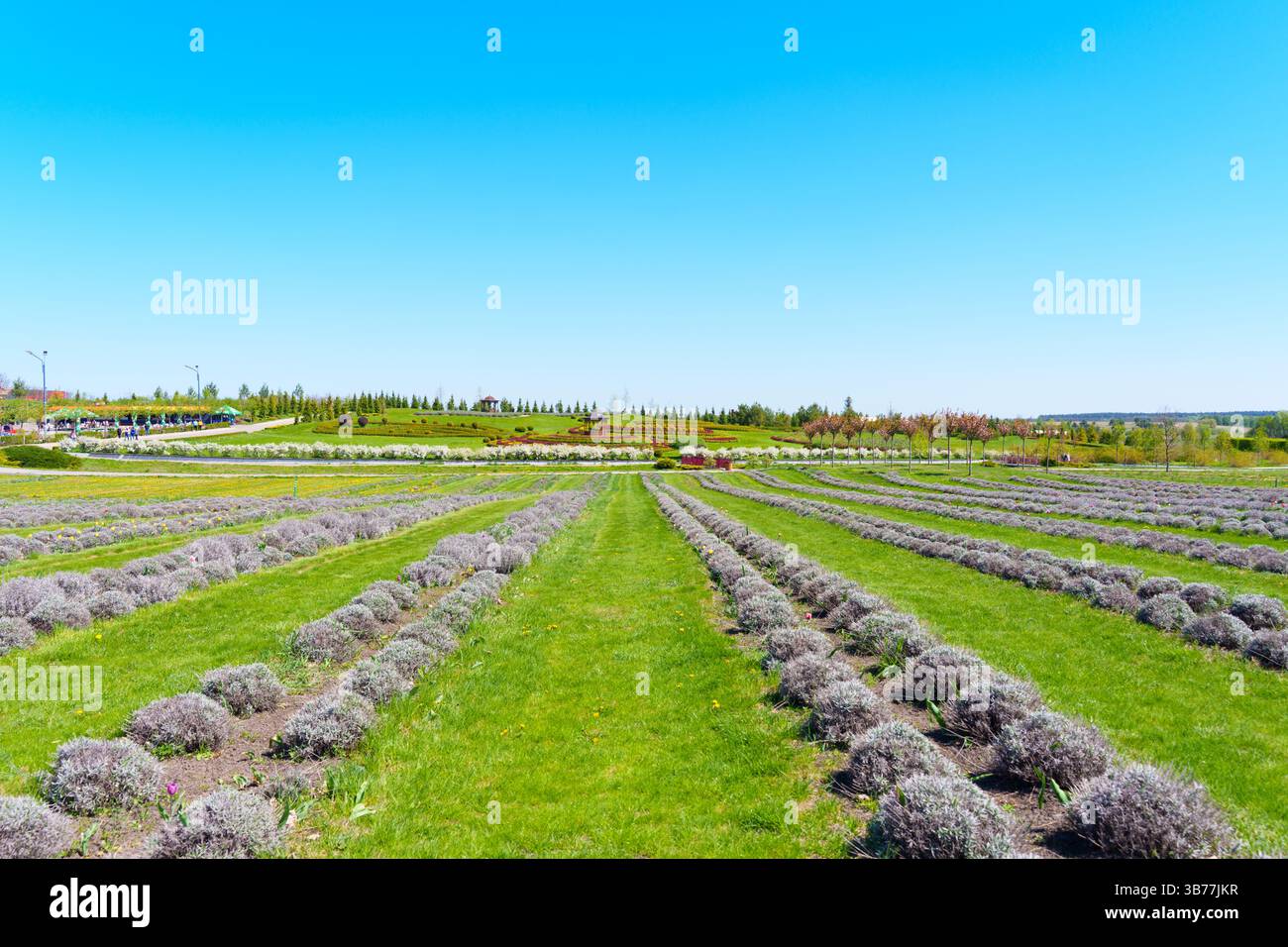 Vue grand angle des champs de lavande luxuriants avec des rangées soigneusement agencées, mettant en valeur des couleurs vives sous un ciel bleu vif pendant la saison printanière. Banque D'Images