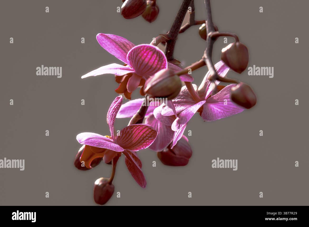 Orchidée Phaleonopsis, branche fleurie, de couleur rose Banque D'Images