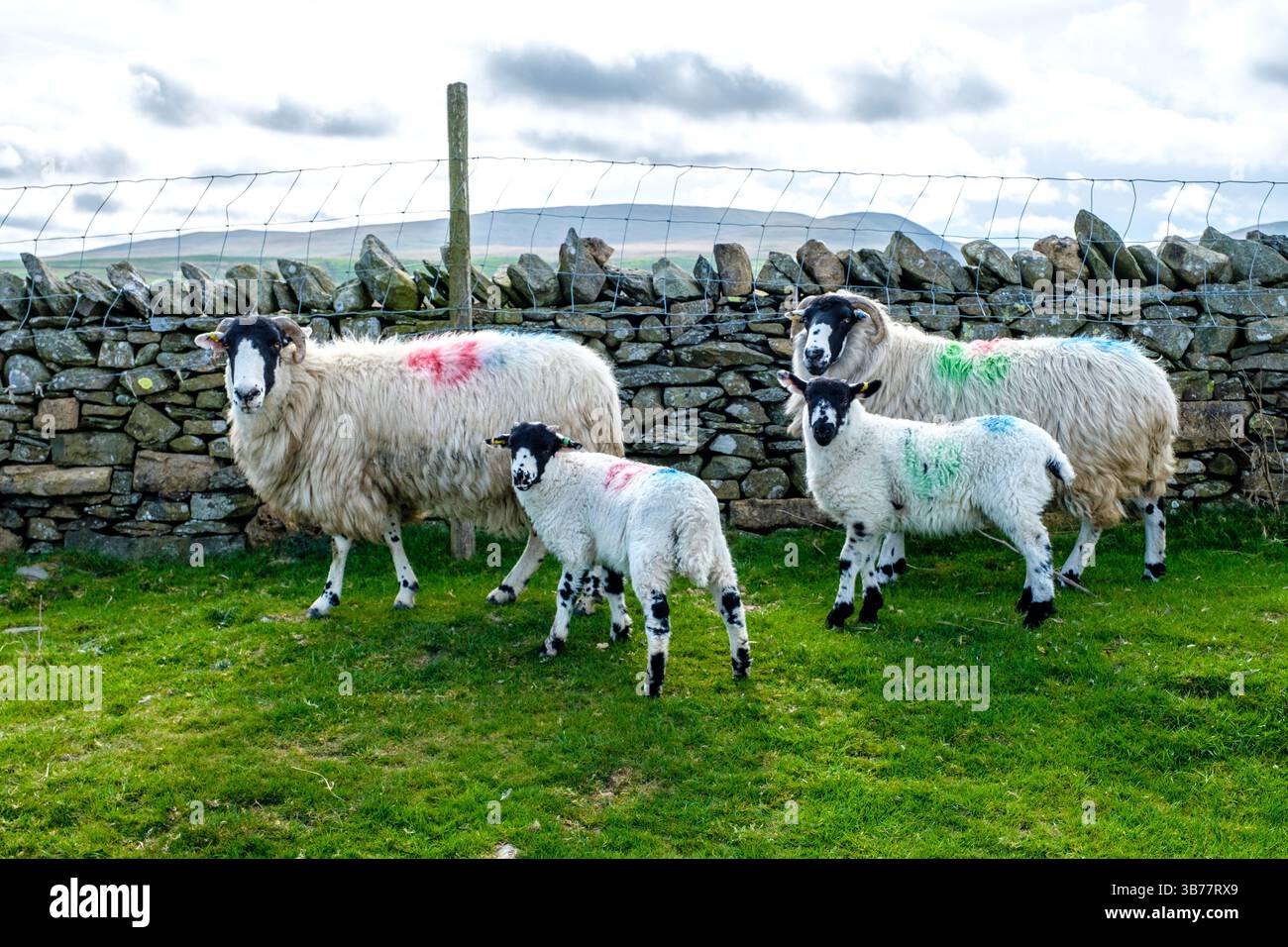 Moutons avec des agneaux dans les Howgill Fells Banque D'Images
