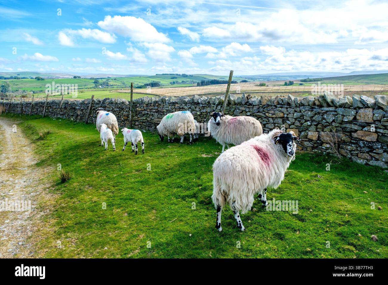 Moutons avec des agneaux dans les Howgill Fells Banque D'Images