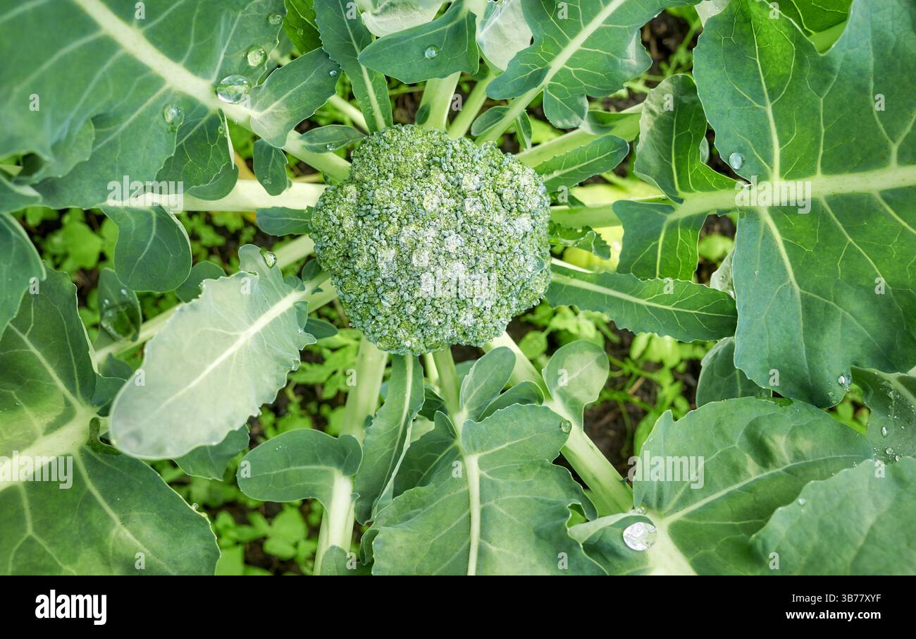 Gros plan de brocoli sur une plantation biologique, foyer sélectif. Banque D'Images