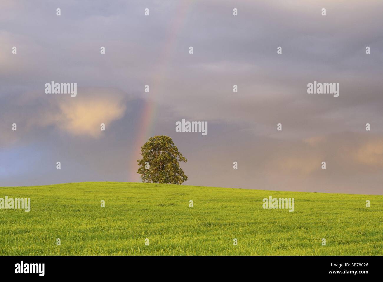 Sur le champ d'orge après une forte tempête au coucher du soleil Banque D'Images