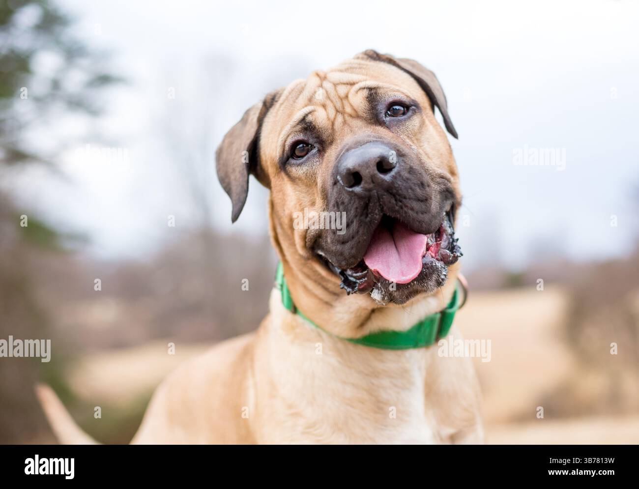 Un chien de race mixte Mastiff regardant la caméra avec une inclinaison de la tête et une expression heureuse Banque D'Images