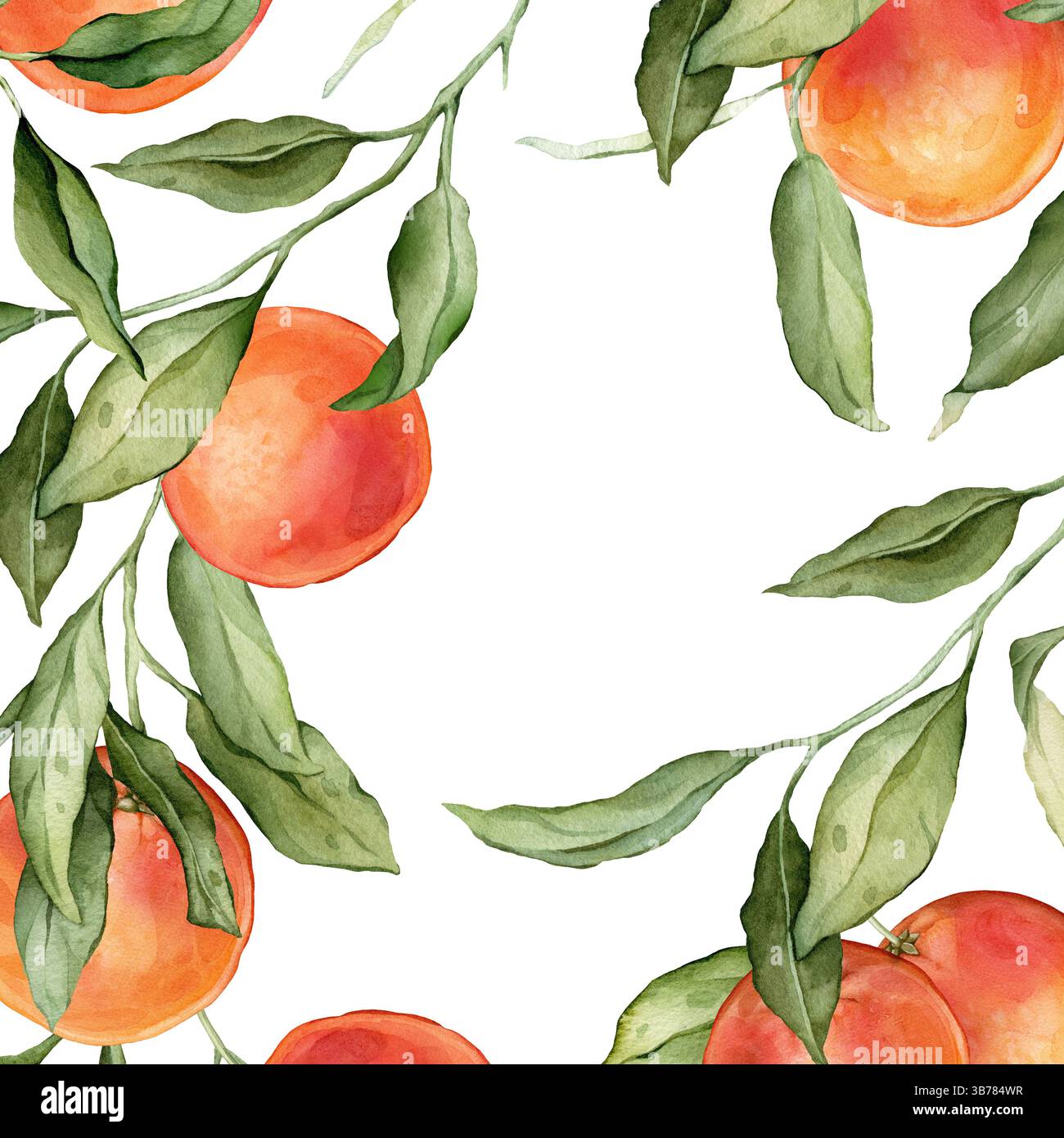 Cadre carré pamplemousse. Illustration à l'aquarelle dessinée à la main de la frontière avec des branches d'agrumes sur fond isolé blanc. Dessin avec des fruits tropicaux Banque D'Images