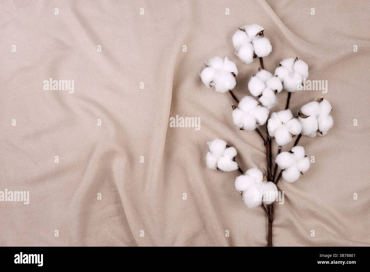 Branche de fleur de coton vue de dessus sur textile tricoté, concept de pur coton biologique. Tissu ECO. Banque D'Images