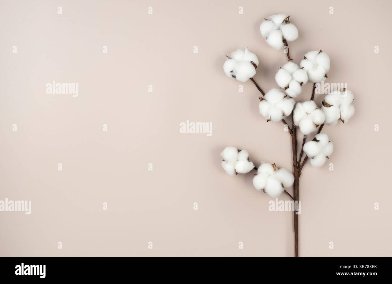 Branche de fleur de coton pur symbole de coton biologique, bio textile. Fond d'espace vide, bourgeons à plat. Banque D'Images