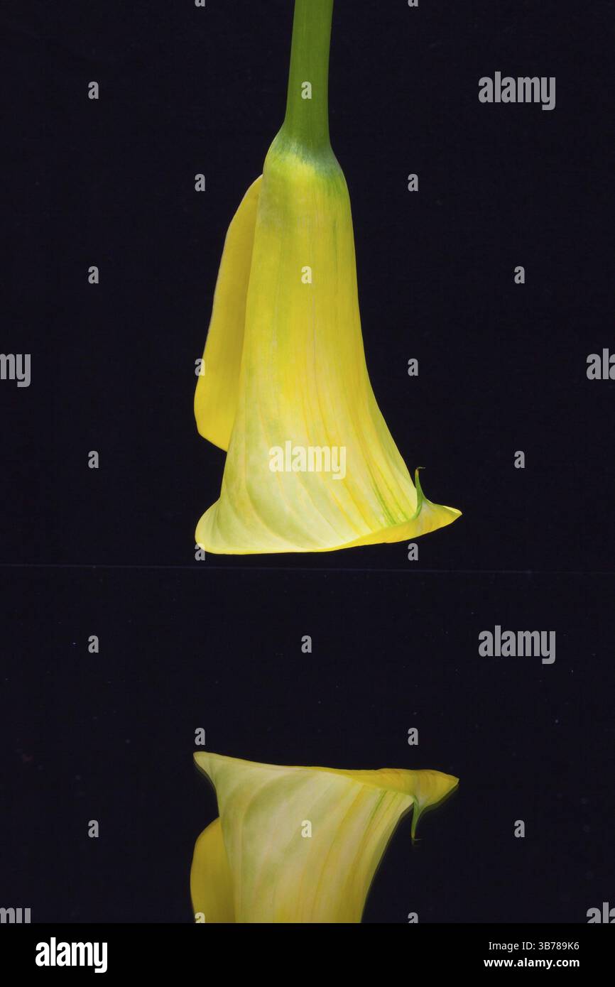 Portrait de lys calla jaune isolé sur un fond noir Banque D'Images