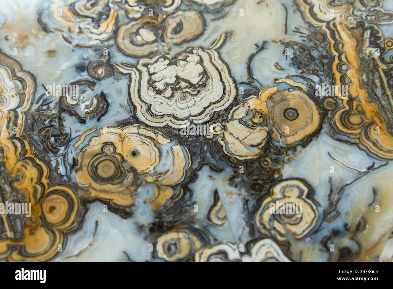 Vue détaillée présentant des tourbillons dorés et gris vifs dans une pierre d'agate polie à motifs, illustrant des formations géologiques uniques et une orga artistique Banque D'Images