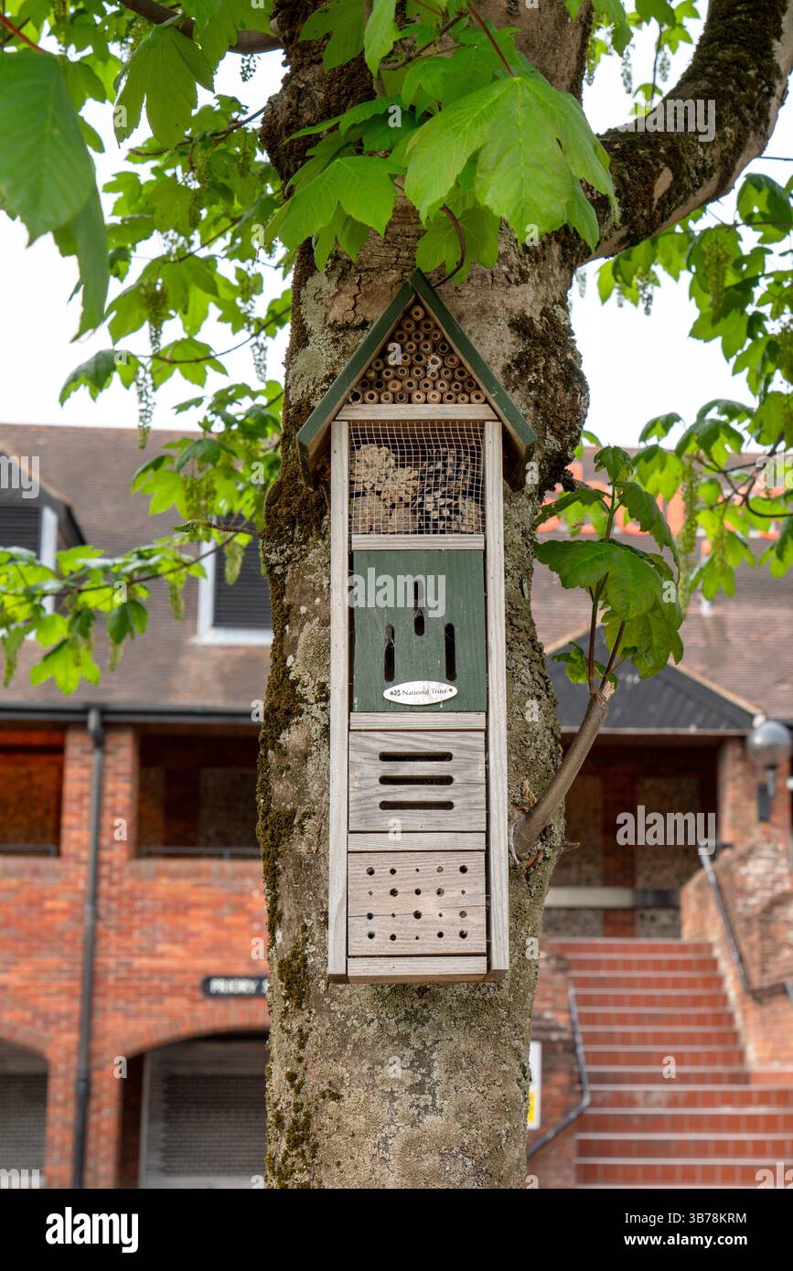 Bug Hotel attaché à un arbre dans un cadre urbain Banque D'Images