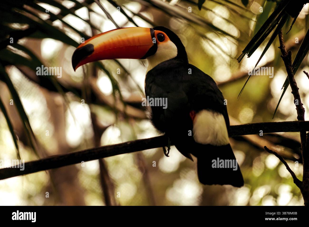 Toco Toucan (oiseau tropical coloré). Lieu de tournage : Singapour Banque D'Images
