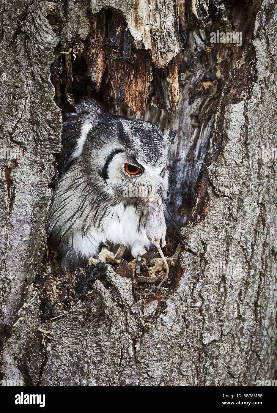 Une chouette en transformation vit sur les petits mammifères et les rongeurs Banque D'Images