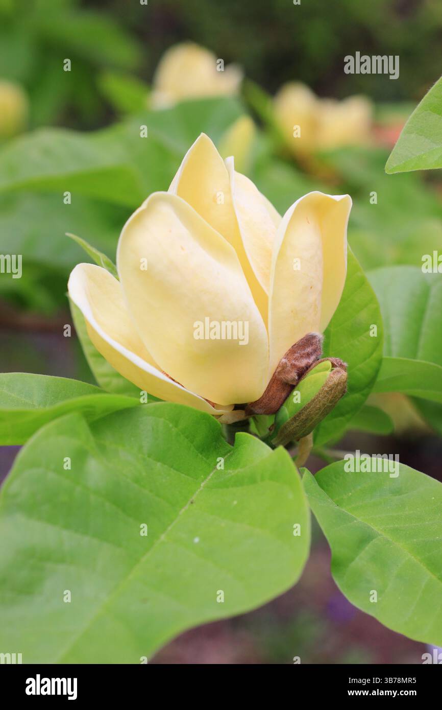 Magnolia × brooklynensis 'Yellow Bird', affichant des fleurs jaunes caractéristiques frappantes au printemps. ROYAUME-UNI Banque D'Images